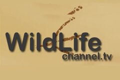 WildLife Channel